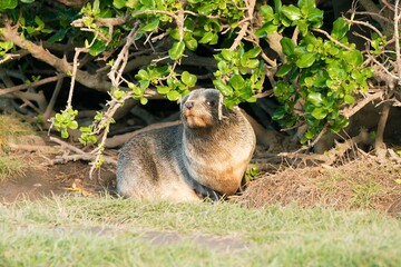 new zealand Fur Seal relax on the Lawn