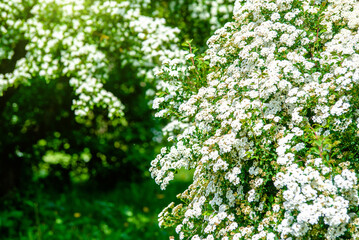 Spirea bushes bloom in the spring in May
