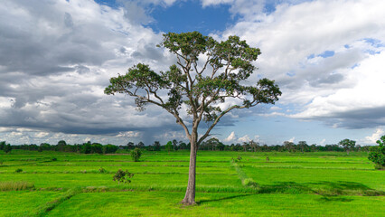 field and blue sky