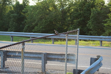 Bird on fence