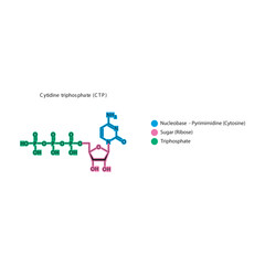 Cytidine triphosphate (CTP) skeletal structure schematic illustration, Nucleoside molecule.