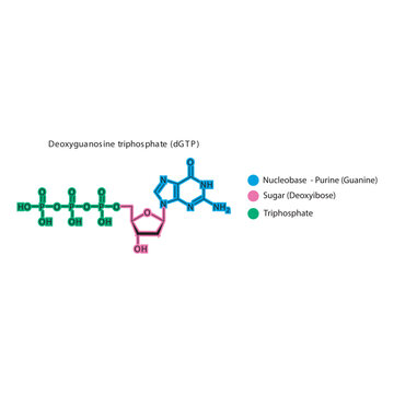 Deoxyguanosine triphosphate (dGTP) skeletal structure schematic illustration, Nucleoside molecule.