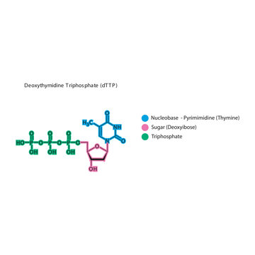 Deoxythymidine Triphosphate (dTTP) skeletal structure schematic illustration, Nucleoside molecule.