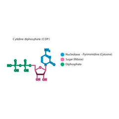 Cytidine diphosphate (CDP) skeletal structure schematic illustration, Nucleoside molecule.