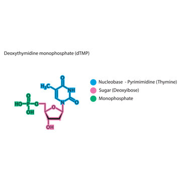 Deoxythymidine monophosphate&nbsp;(dTMP) skeletal structure schematic illustration, Nucleotide molecule.