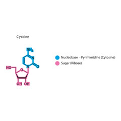 Cytidine skeletal structure schematic illustration, Nucleoside molecule.