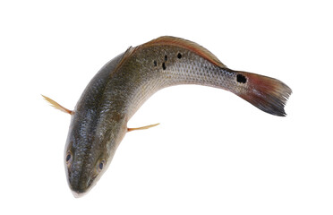Top view of redfish or red drum fish isolated on white background