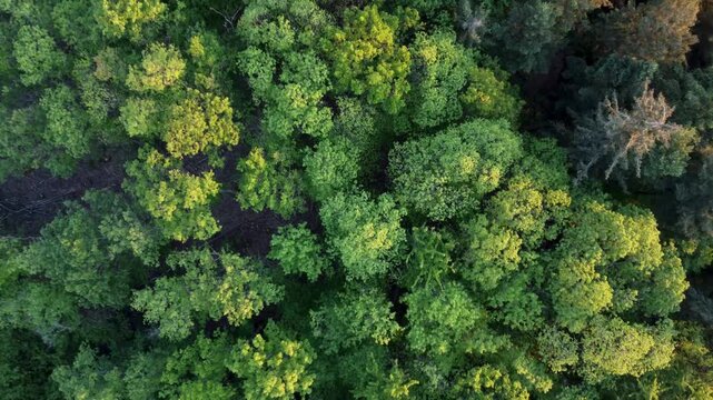 Sonnenbeschienene Baumwipfel im morgendlichen Sonnenschein - Pf&auml;lzer Wald