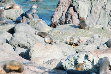 Many new zealand Fur Seals on the rocks
