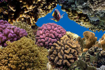 Hard and soft corals of the Red Sea.
