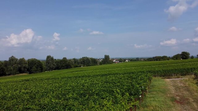 Sonnige Reben bei Wind - Rheinland Pfalz