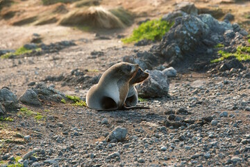 Many new zealand Fur Seals on the rocks