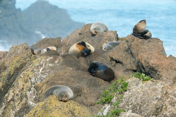 Obraz premium Many new zealand Fur Seals on the rocks
