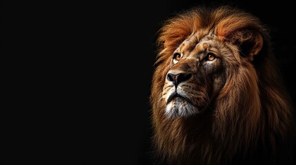 Fototapeta premium A majestic lion with a golden mane looking up into the darkness with copy space