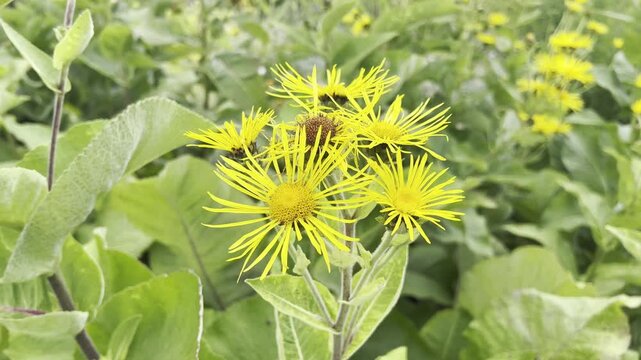 Inula Helenium