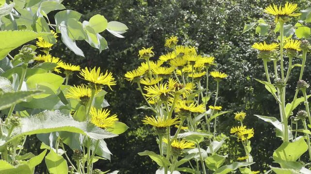 Inula Helenium