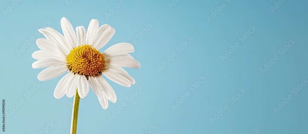 Poster white flower on blue sky background with copy space image