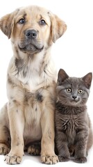 Friendship between dog and cat on isolated background