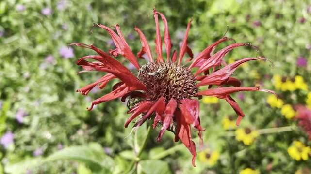 Indian nettle, monarda, didyma