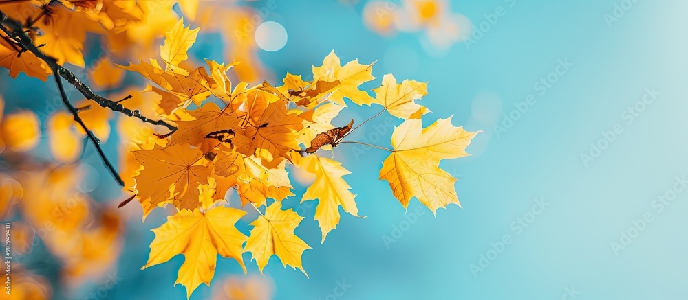 Poster a sunny autumn day captured in macro photos featuring yellow maple leaves against a blue sky providi