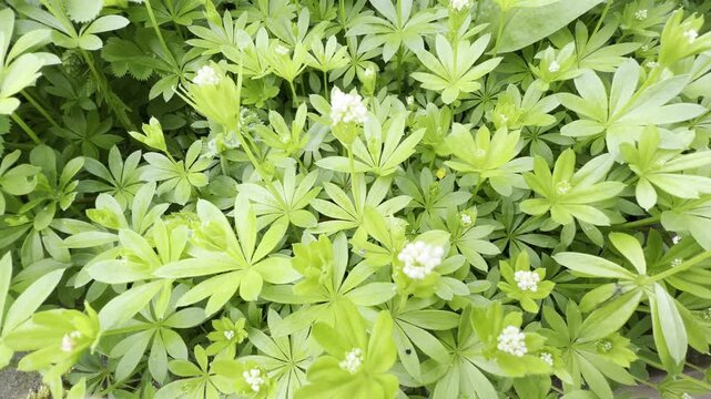 Waldmeister, Galium, odoratum
