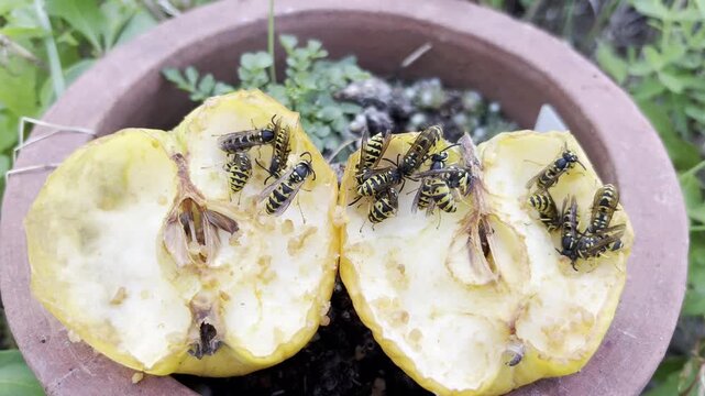 Wasp, Vespula germanica