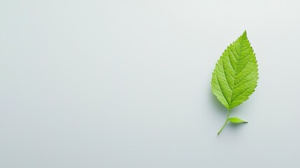 Tropical Green Leaves Frame on White Background