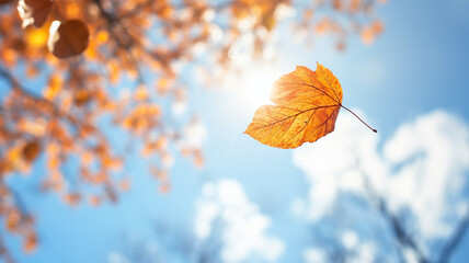 Fototapeta premium lonely leaf falls in autumn from a tree against a light blue sky, leaf fall on an autumn day background with a copy space