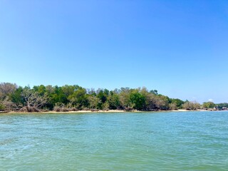 Mangrove tree forest on a beach coast, tropical island view with bright blue sky on summer day