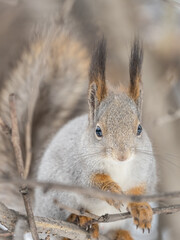 The squirrel sits on a branches without leaves in the winter or autumn