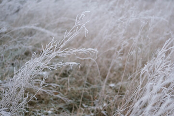 Frozen grass. Winter background, morning frost on the grass with copy space. Cold season, springtime. Mowed lawn covered with ice and hoarfrost. Green grass freezes with pieces of snow on the field