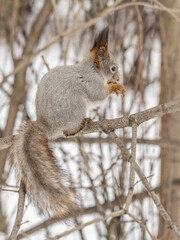 Fototapeta premium The squirrel with nut sits on tree in the winter or late autumn