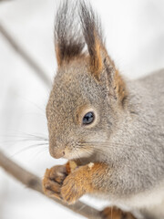 The squirrel with nut sits on tree in the winter or late autumn