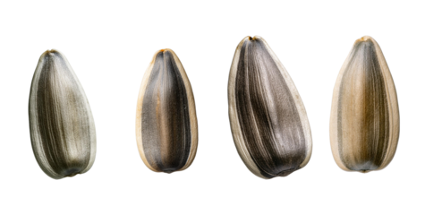 Closeup of four sunflower seeds isolated on a white background. Ideal for health, food, or nature-themed concepts and designs.