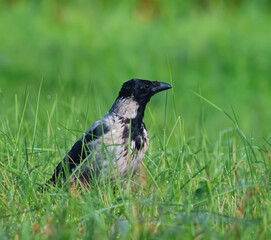 crow on the grass