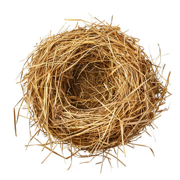 recommend clip art: Bird straw nest clip art
