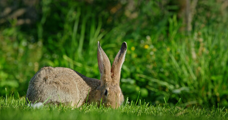 A brown rabbit with large ears grazing on a lush green lawn, blending into the surrounding vegetation.