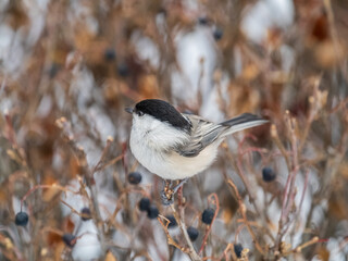 Cute bird the willow tit, song bird sitting on a branch without leaves in the winter.