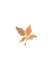 autumn leaves isolated on white