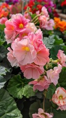 Close-up of delicate pink blossoms with yellow centers.