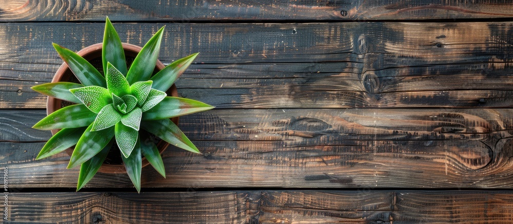 Fototapete Top view of a potted plant on a wooden surface with a simple and natural backdrop featuring a border and ample copy space image