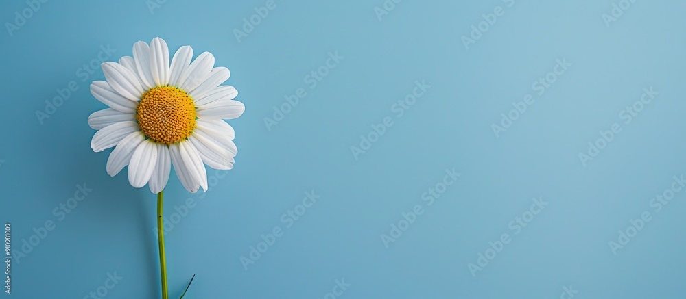 Poster chamomile flower set against a blue backdrop with copy space image evoking a spring or summer backgr