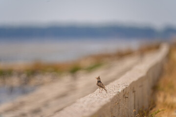 The crested lark is a species of lark distinguished from the other 81 species of lark