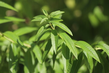 Aloysia citrodora. Lemon verbena plant leaves in the garden.