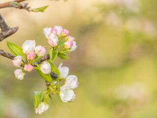 White blossoming apple trees. White apple tree flowers
