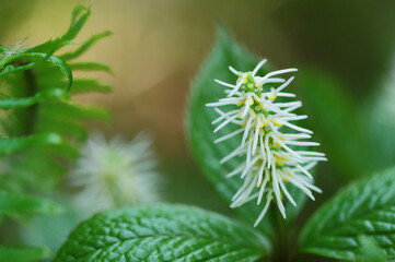 ヒトリシズカの花