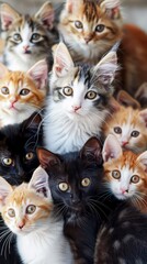 A group of ten playful kittens, featuring various fur colors, interact joyfully in a cozy indoor environment