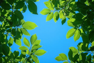 A close-up of a lush green tree with a clear blue sky in the background. The image symbolizes the Earth's natural beauty and the importance of protecting the ozone layer to maintain healthy