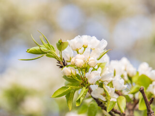 White blossoming apple trees. White apple tree flowers
