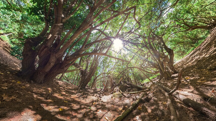 A hike at the Hawaiian forest nearby the kawela forest with the banyan tree